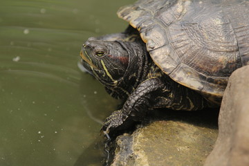 The red-eared slider is a semi aquatic turtle and  the most popular pet turtle in the United States...