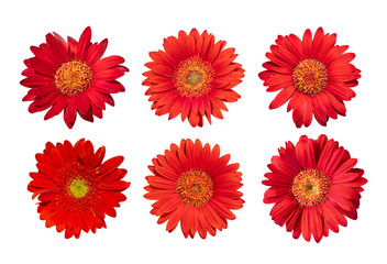 Collection of Red daisy gerbera flowers blooming isolated on white background with clipping path