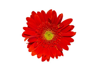 red gerbera daisy flowers blooming isolated on white background with clipping path