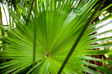 A large branch of a palm leaf