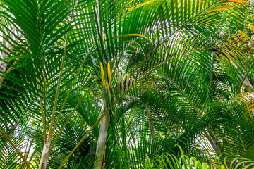 Naklejka na ściany i meble Beautiful palm trees in the park.