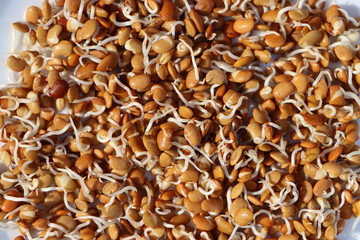 Horse gram sprouts, Macrotyloma uniflorum, germinated beans as healthy breakfast, macrobiotic diet