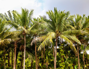 Beautiful palm trees against the blue sky