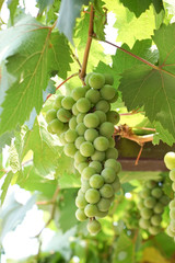Fototapeta premium Green grapes in garden, Thailand