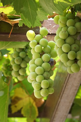 Green grapes in garden, Thailand