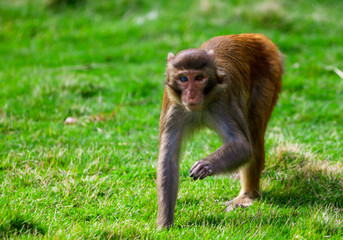 Naklejka na ściany i meble Monkey runs on the grass in the park