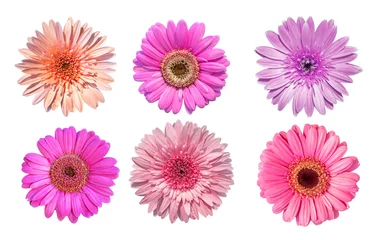 Plexiglas foto achterwand Collection of Pink daisy gerbera flowers blooming isolated on white background with clipping path © phongphun