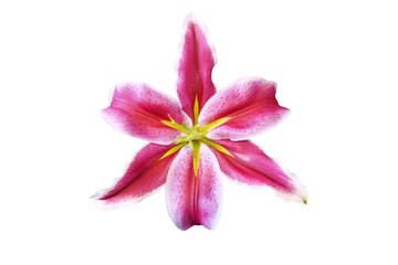 Pink Lilly flower is blooming isolated on white background with clipping path        