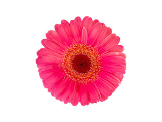 Daisy gerbera flowers are  blooming isolated on white background with clipping path