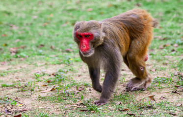 Monkey runs on the grass in the park