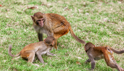 Monkey fight in the park