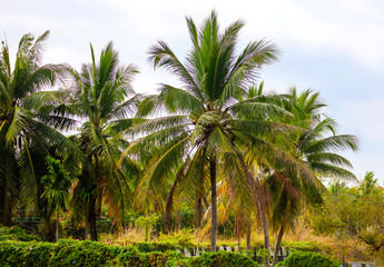 Palm trees grow in the park.