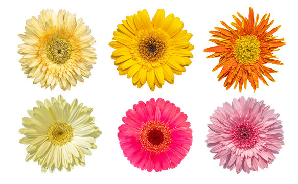 Collection of daisy gerbera flowers blooming isolated on white background with clipping path