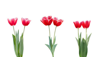 Collection of  Tulips flowers are blooming isolated on white background with clipping path
