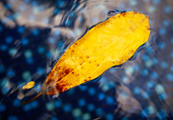 A yellow leaf from a tree floats on the surface of water.