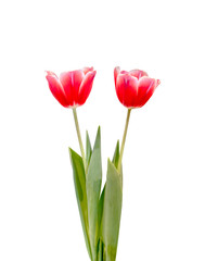 Red Tulip flowers are blooming isolated on white background with clipping path