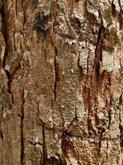 Bark on a palm tree as a background.