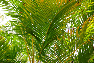 Fototapeta na wymiar Leaves of palm trees in the park
