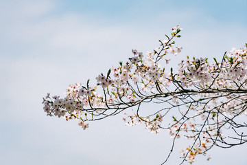 벚꽃 (Cherry Blossom)