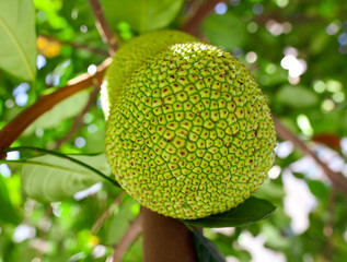 Jack fruit grows on a tree
