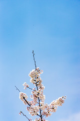 벚꽃 (Cherry Blossom)