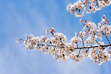 벚꽃 (Cherry Blossom)