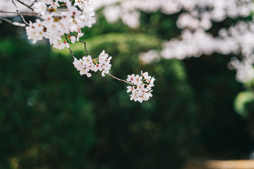 벚꽃 (Cherry Blossom)