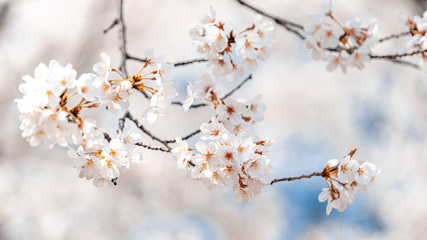 벚꽃 (Cherry Blossom)