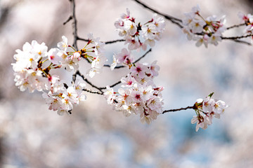 벚꽃 (Cherry Blossom)