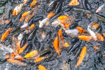 Obraz na płótnie Canvas Crowded group of fancy carp koi fish in the pond