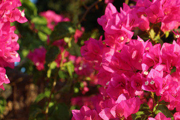Plakat beautiful background of a lush bush of bright pink flowering plants close-up of bougainvillea with a blurred background, great for cards for birthday, women's day, Valentine's day or as a banner