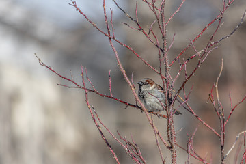 Fun gray and brown sparrow sits on a branch of wild Rose in the park in winter on a blurred gray background