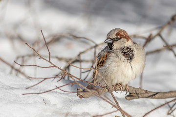 Fun gray and brown sparrow sits on a branch in the park in winter on a blurred gray background