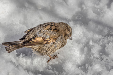 Fun gray and brown sparrow sits on snow in the park in winter