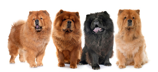 chow chow dogs - obrazy, fototapety, plakaty