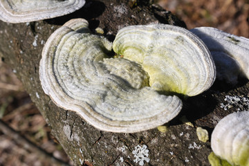 Hairy bracket fungus Trametes hirsuta on a log