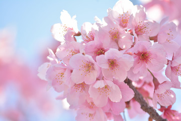 桜の花　青空