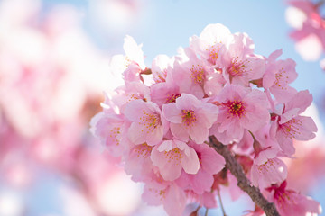 桜の花　青空