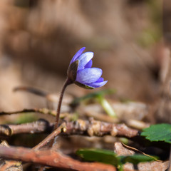 Sunlit Hepatica flower