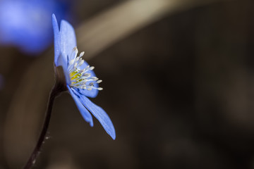 Hepatica flower head close up