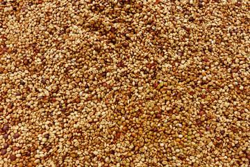  Close up of coffee beans for background                                