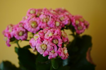 beautiful pink calanchoe blossom close up