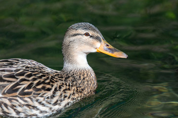 Stockente Portrait