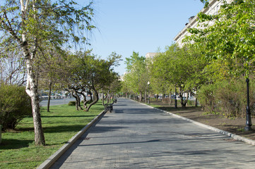 Obraz premium Urban view of a wide sidewalk among trees and a lawn in sunny weather with a clear blue sky