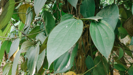 pepper leaves planted in the backyard