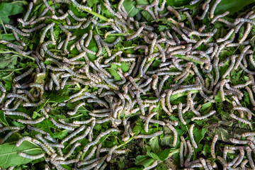 Silkworm eating mulberry in farm.