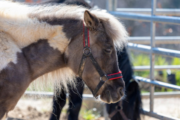 Pony Portrait von der Seite