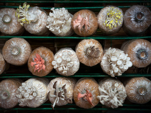 Mushrooms are blooming in planting bags