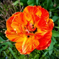 Red tulip flower head in the garden