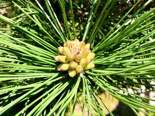 Naklejka na ściany i meble Flower on a pine branch close-up